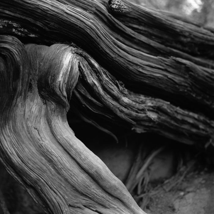 Home A dramatic black and white close-up of twisted tree roots, showcasing natural textures.