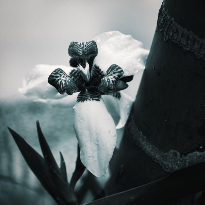 Home Close-up of a delicate orchid with dew drops. Monochrome still life emphasizing nature's elegance.