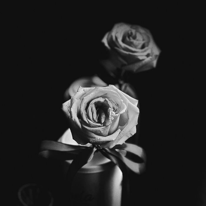 Home Close-up of elegant roses in black and white with a decorative ribbon, creating a classic and moody atmosphere.